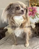 Penn, a male Chihuahua for sale in Saint Louis, MO – 8 of 9