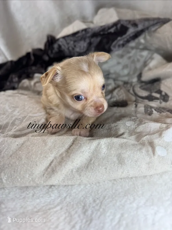 Vinny  – Chihuahua puppy for sale in Saint Louis, MO