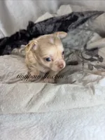 Vinny , a male Chihuahua for sale in Saint Louis, MO – 1 of 10