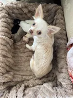 Dawson , a male Chihuahua for sale in Saint Louis, MO – 8 of 10