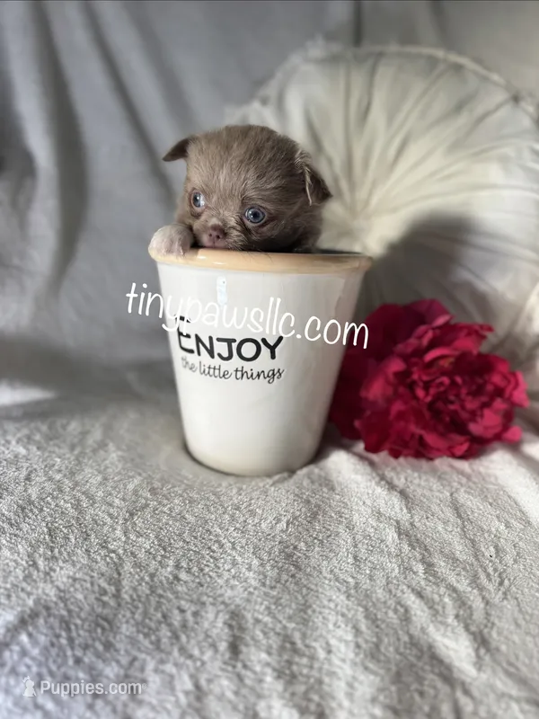 Penn – Chihuahua puppy for sale in Saint Louis, MO
