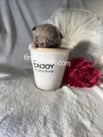 Penn, a male Chihuahua for sale in Saint Louis, MO – 1 of 9