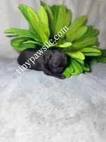 Oliver, a male Chihuahua for sale in Saint Louis, MO – Photo 3 of 9