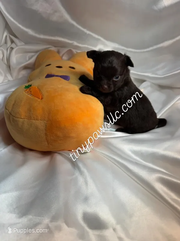 Oliver – Chihuahua puppy for sale in Saint Louis, MO