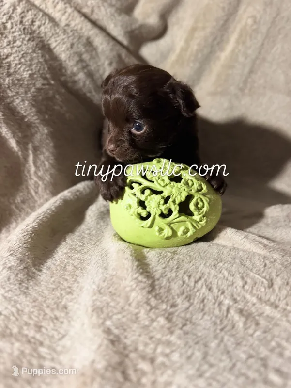 Oliver – Chihuahua puppy for sale in Saint Louis, MO
