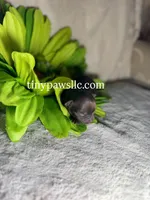 Oliver, a male Chihuahua for sale in Saint Louis, MO – Photo 6 of 9