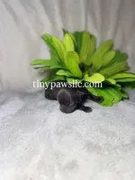 Oliver, a male Chihuahua for sale in Saint Louis, MO – Photo 2 of 9