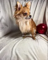 Oliver, a male Chihuahua for sale in Saint Louis, MO – Photo 8 of 9