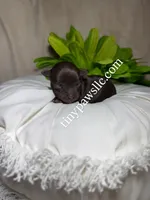 Oliver, a male Chihuahua for sale in Saint Louis, MO – Photo 4 of 9