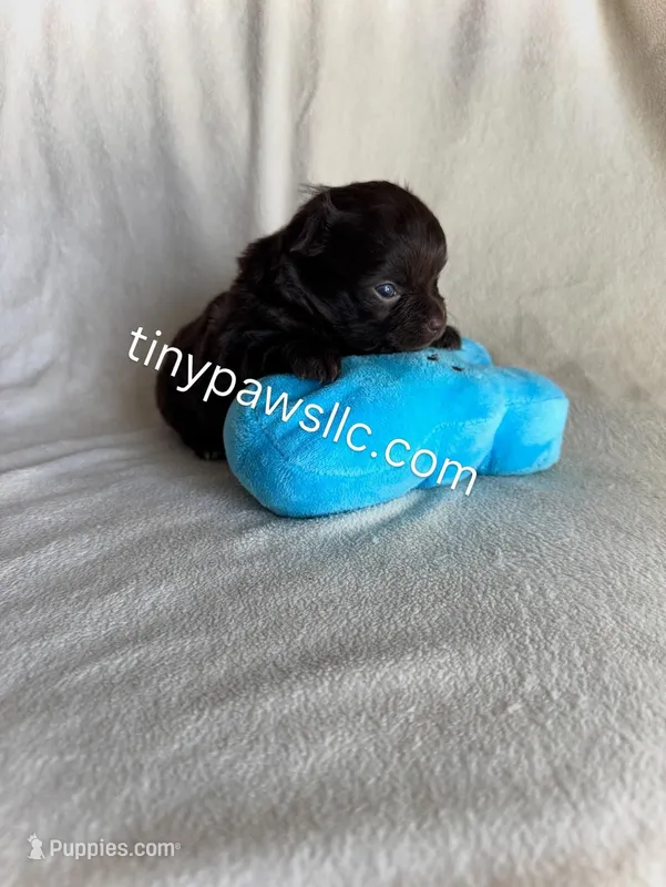 Oliver – Chihuahua puppy for sale in Saint Louis, MO