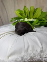 Oliver, a male Chihuahua for sale in Saint Louis, MO – Photo 1 of 9