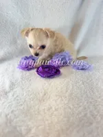 Tatum, a female Chihuahua for sale in Saint Louis, MO – 4 of 10