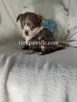 Reggie, a male Chihuahua for sale in Saint Louis, MO – 7 of 9