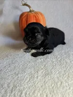 Crash , a male Chihuahua for sale in Saint Louis, MO – 3 of 10