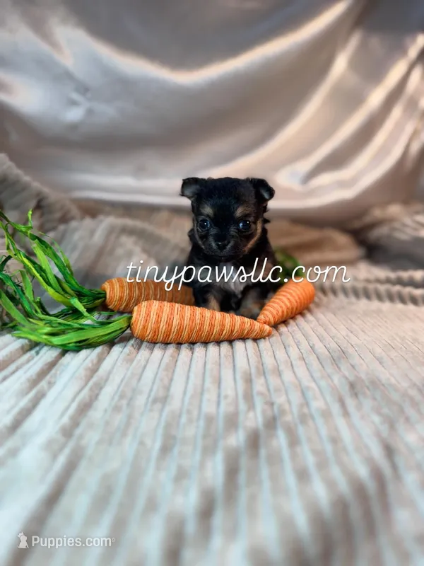 Niles  – Chihuahua puppy for sale in Saint Louis, MO