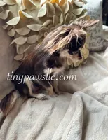 Niles , a male Chihuahua for sale in Saint Louis, MO – Photo 8 of 10