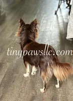 Niles , a male Chihuahua for sale in Saint Louis, MO – Photo 9 of 10