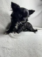 Niles , a male Chihuahua for sale in Saint Louis, MO – Photo 10 of 10