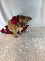 Willow, a female Chihuahua for sale in Saint Louis, MO – 1 of 9