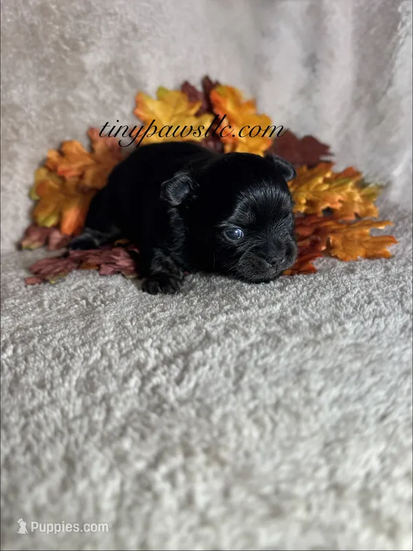 Crash  – Chihuahua puppy for sale in Saint Louis, MO