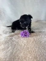 Van , a male Chihuahua for sale in Saint Louis, MO – 6 of 8