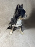Didi , a female Chihuahua for sale in Saint Louis, MO – 8 of 9