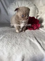 Penn, a male Chihuahua for sale in Saint Louis, MO – 7 of 9