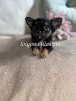 Mr. Nibbles (Nibs), a male Chihuahua for sale in Saint Louis, MO – Photo 1 of 9