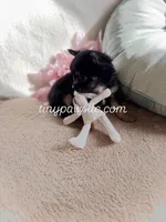 Mr. Nibbles (Nibs), a male Chihuahua for sale in Saint Louis, MO – Photo 9 of 9