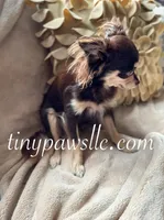 Mr. Nibbles (Nibs), a male Chihuahua for sale in Saint Louis, MO – 9 of 10