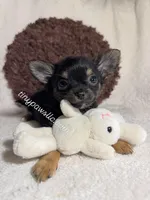 Mr. Nibbles (Nibs), a male Chihuahua for sale in Saint Louis, MO – 7 of 10