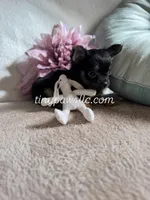 Mr. Nibbles (Nibs), a male Chihuahua for sale in Saint Louis, MO – Photo 2 of 9