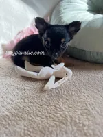 Mr. Nibbles (Nibs), a male Chihuahua for sale in Saint Louis, MO – Photo 8 of 9