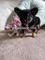 Mr. Nibbles (Nibs), a male Chihuahua for sale in Saint Louis, MO – Photo 7 of 9