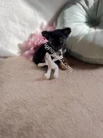 Mr. Nibbles (Nibs), a male Chihuahua for sale in Saint Louis, MO – Photo 5 of 9