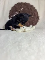 Mr. Nibbles (Nibs), a male Chihuahua for sale in Saint Louis, MO – 3 of 10