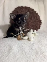 Mr. Nibbles (Nibs), a male Chihuahua for sale in Saint Louis, MO – 1 of 10