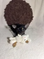 Mr. Nibbles (Nibs), a male Chihuahua for sale in Saint Louis, MO – 8 of 10
