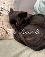 Mr. Nibbles (Nibs), a male Chihuahua for sale in Saint Louis, MO – 10 of 10