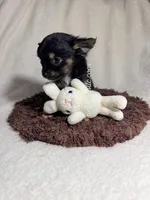 Mr. Nibbles (Nibs), a male Chihuahua for sale in Saint Louis, MO – 5 of 10