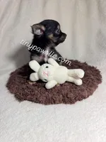 Mr. Nibbles (Nibs), a male Chihuahua for sale in Saint Louis, MO – 6 of 10