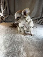 Vivian , a female Chihuahua for sale in Saint Louis, MO – 4 of 9