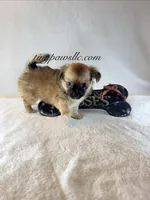 Walter, a male Chihuahua for sale in Saint Louis, MO – 4 of 10