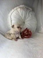 Vivian , a female Chihuahua for sale in Saint Louis, MO – 3 of 7