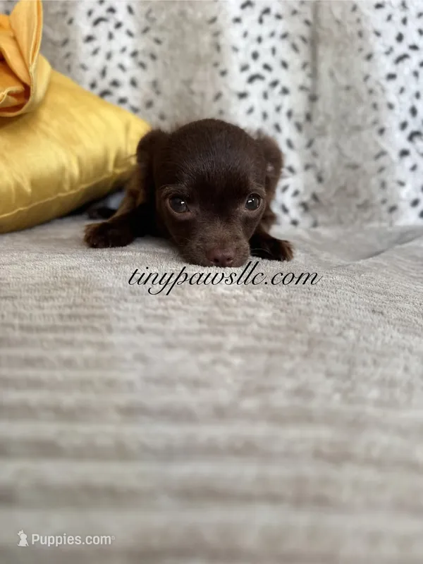 Oliver – Chihuahua puppy for sale in Saint Louis, MO