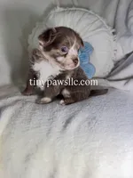 Reggie, a male Chihuahua for sale in Saint Louis, MO – 2 of 9