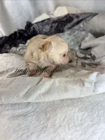 Vinny , a male Chihuahua for sale in Saint Louis, MO – 7 of 10