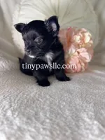 Reyna , a female Chihuahua for sale in Saint Louis, MO – 2 of 9