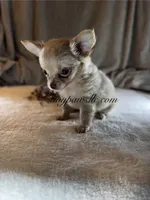 Vivian , a female Chihuahua for sale in Saint Louis, MO – 1 of 9