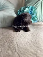 Oliver, a male Chihuahua for sale in Saint Louis, MO – Photo 3 of 7